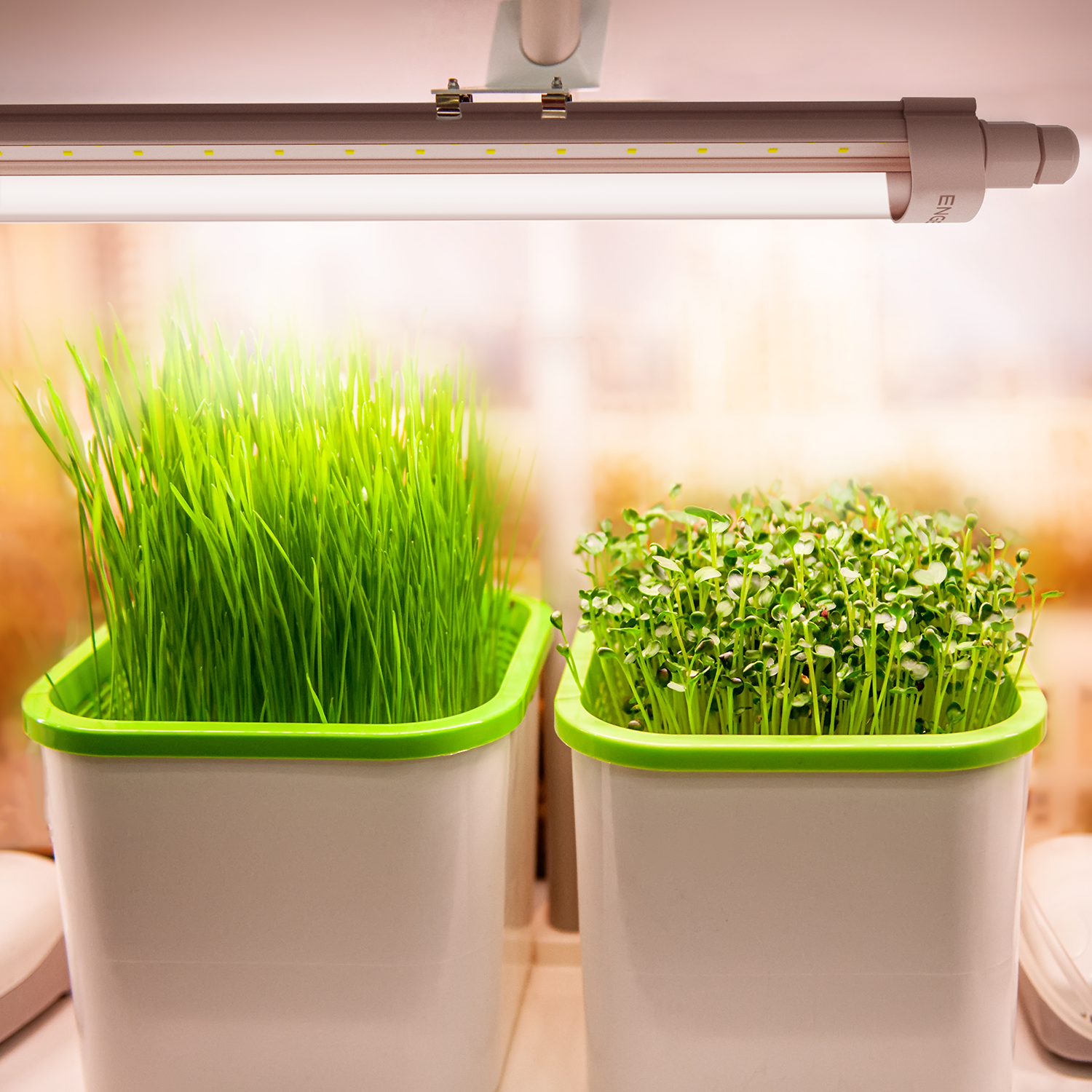 Engel eGrow 1 – Effiziente LED-Wachstumsleuchte für optimales Pflanzenwachstum