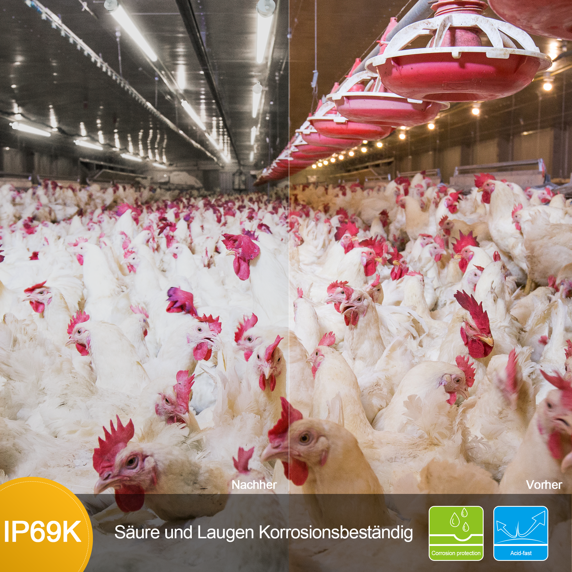 Engel Ewiclo LED-Schutzrohrleuchte – Die perfekte Beleuchtung für anspruchsvolle & ammoniakhaltige Umgebungen