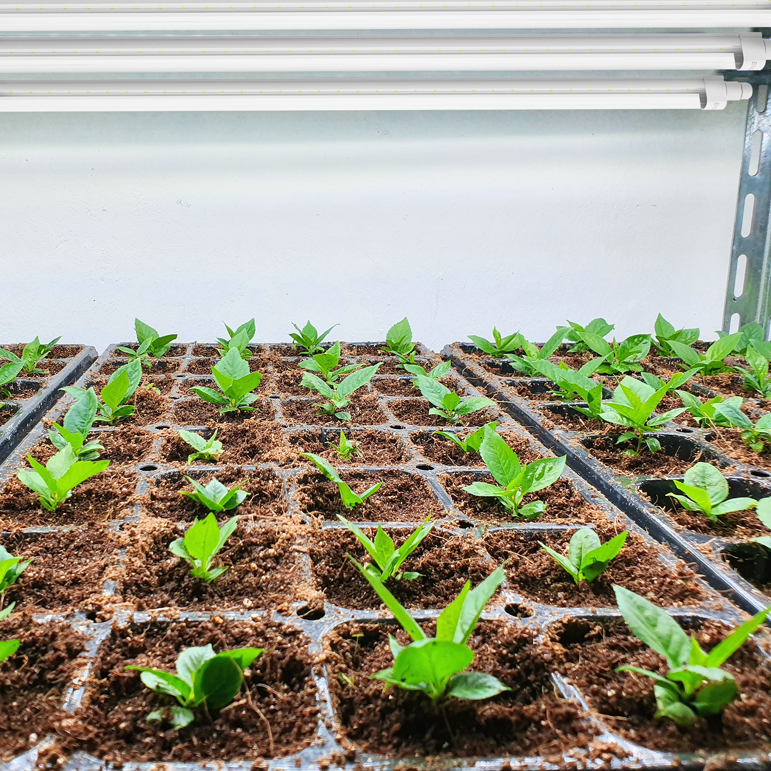 Engel eGrow 1 – Effiziente LED-Wachstumsleuchte für optimales Pflanzenwachstum