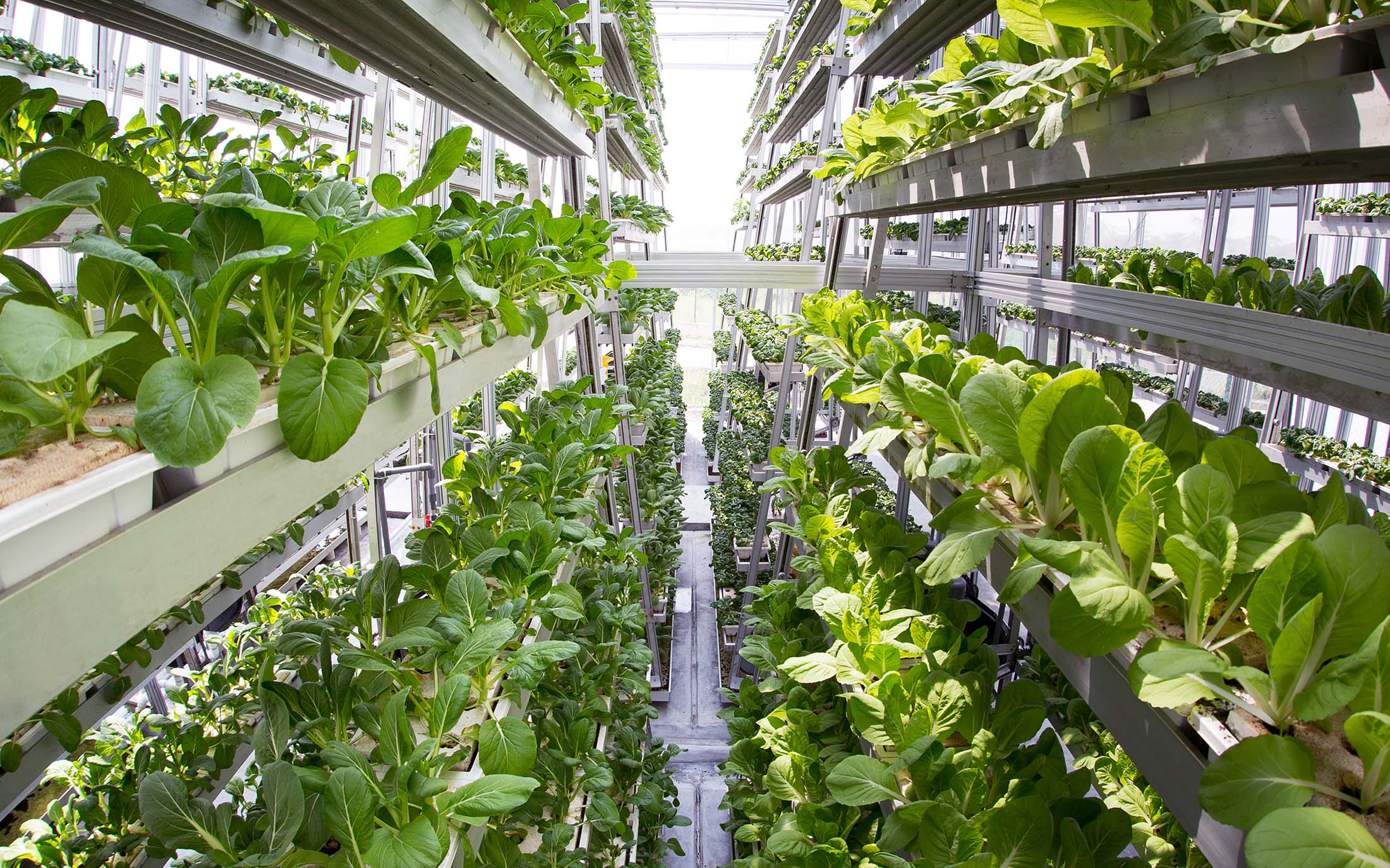 Urban Farming – Die Landwirtschaft der Zukunft?